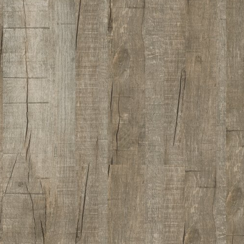 Eiche Fossil